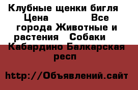 Клубные щенки бигля › Цена ­ 30 000 - Все города Животные и растения » Собаки   . Кабардино-Балкарская респ.